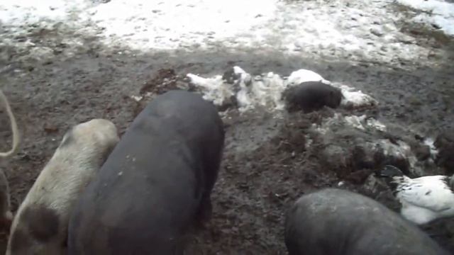 Жесть в деревне Вьетнамские свиньи с поросятами / гуси / утки / куры смотреть онлайн