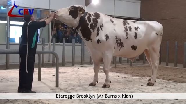 Huge Holstein Friesian Bulls