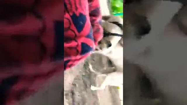 Алабай против буль дога РАФ и Аврора игра смотреть онлайн