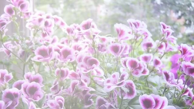 ГЕРАНЬ 3 ЧАСТЬ : ВИДЫ ПЕЛАРГОНИИ #ПЕЛАРГОНИЯ_КОРОЛЕВСКАЯ #УНИКУМ_герань_ПЛЮЩЕЛИСТНАЯ #oldenburgru#4 смотреть онлайн