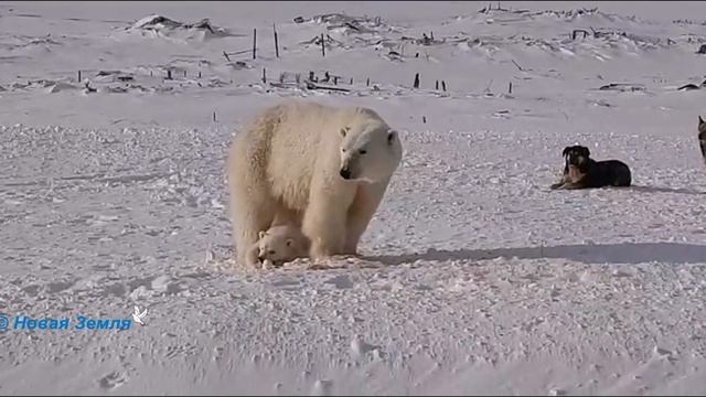 Белые медведи / Polar Bear - 2023 (Новая Земля) #shorts смотреть онлайн