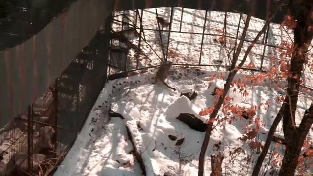 Я во Владивостоке!!! Видовая площадка. Приморский Сафари-парк. смотреть онлайн