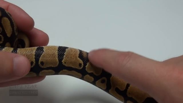 Ball Python Clutch Orange Dream x Yellow Belly смотреть онлайн