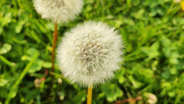 Футаж. Одуванчики № 3. смотреть онлайн