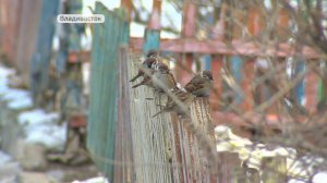 Покормите птиц! Как помочь пернатым и не навредить