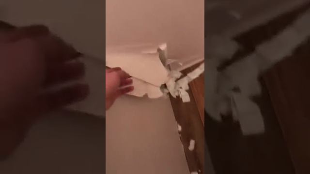 Чем занимается ваша собака, когда одна дома. смотреть онлайн