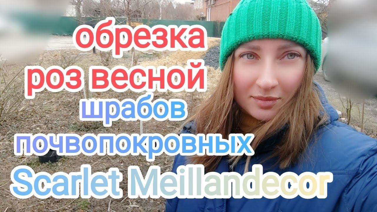 Весенняя обрезка розы на примере шраба почвопокровной Скарлетт МейланДекор. Rosebushes.ru смотреть онлайн