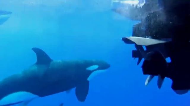 A Box Full Of Cars, Roll Royce, Lamborghini, Ferrari, Porsche, Suzuki, Mclaren Bugatti, Mercedes