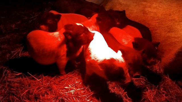 ПО КАКИМ ПРИЗНАКАМ ПОКУПАТЬ ВЬЕТНАМСКОГО ПОРОСЁНКА? //ЛЕЧИМ БЕЗ ЛЕКАРСТВ. смотреть онлайн
