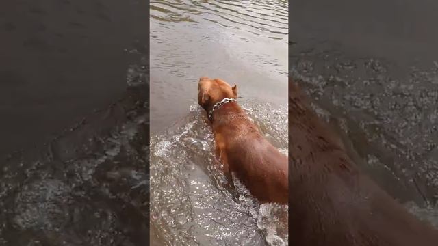 RED NOSE-Питбуль -СКИФ-Красный Нос-)))))) смотреть онлайн