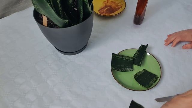 Выращивание сансевьерии из фрагмента листа. Эксперимент. смотреть онлайн