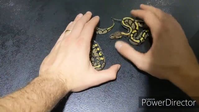Ball python update Dreambee x 3 pied males (big suprise) смотреть онлайн