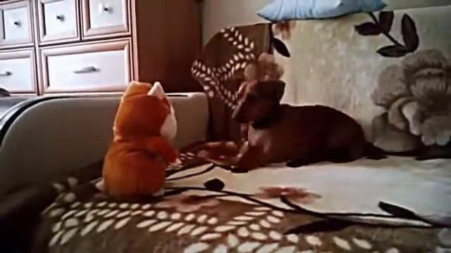 Говорящий хомяк троллит собаку смотреть онлайн
