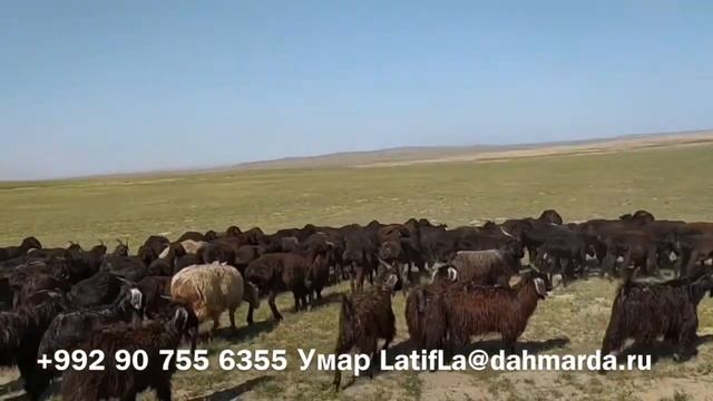 Гиссарские овцы Умара из селения Сугдиён на пастбищах в Шахритусе. смотреть онлайн