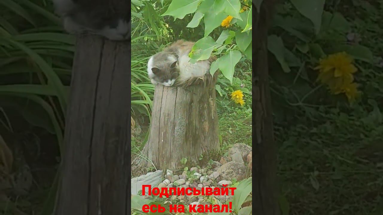 Барсик спит на троне! смотреть онлайн