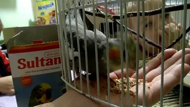 Приручаем кореллу! смотреть онлайн