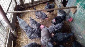 Расклёв яиц у кур и как с этим бороться.