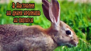 Почему в Австралии не охотятся на диких кроликов