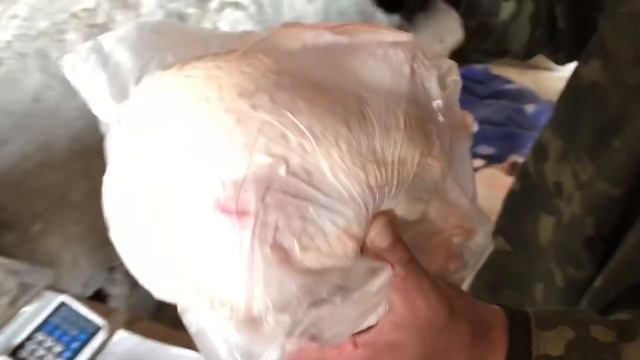 Забой бройлера, выращивание бройлера, разделка бройлера, бройлер кобб 500 выращивание, сбыт бройлер смотреть онлайн