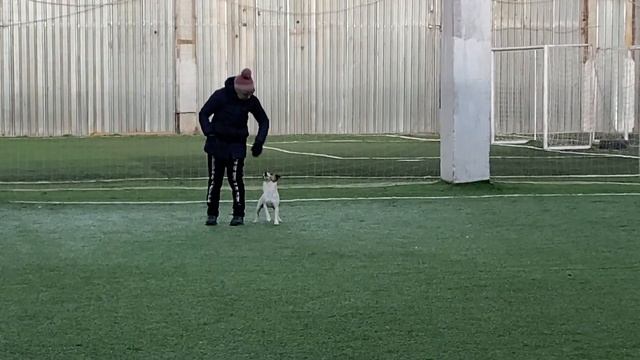 Как научить собаку командам Дрессировка собаки Танцы с собакой Терра. № 2. Элементы. 16.01.2023 г. смотреть онлайн