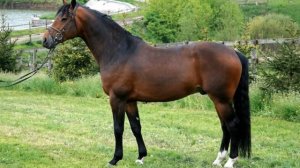 Русские рысистые лошади | Коневодство | Русская рысистая порода лошадей