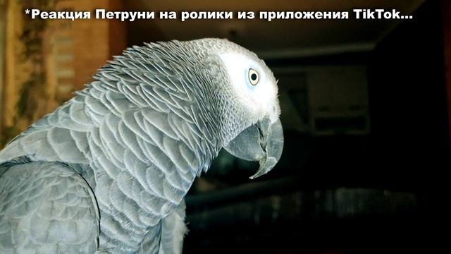 ✅ РЕАКЦИЯ говорящего попугая на смешульки из приложения TikTok?СМЕШНО ДО СЛЁЗ?Жако Петруня?ВЛОГ смотреть онлайн