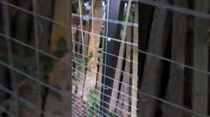 Разбор старого забора и установка нового. Сварная или рабица? Смотреть до конца ?