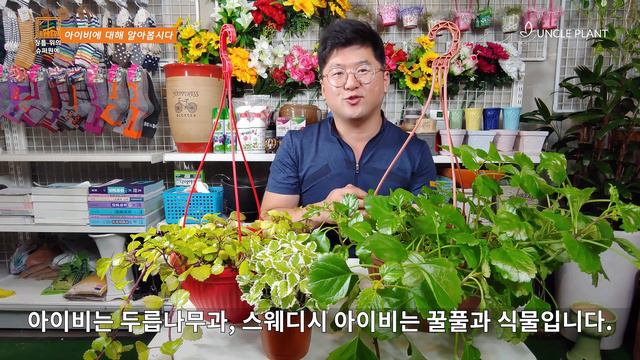 스웨디시 아이비 키우기 🌞 아이비 번식 아이비 삽목 🌹 Swedish Ivy Care
