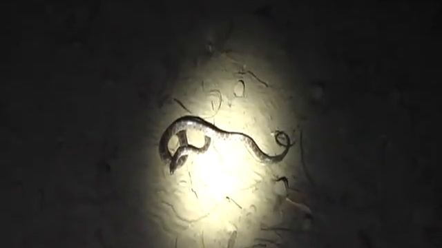 Dinodon rufozonatum (Red Banded Snake) captured смотреть онлайн