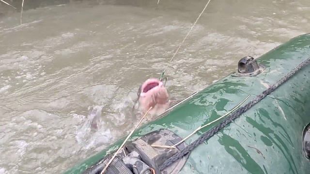 канальный сомик, на канале?