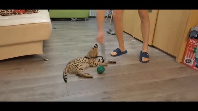 Сервал наводит дома беспорядок!