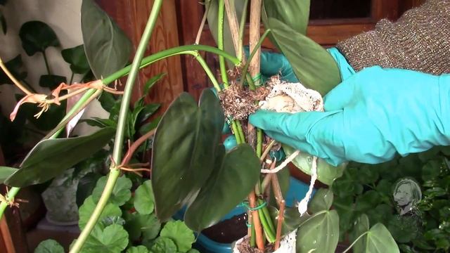 ФИЛОДЕНДРОН ЛАЗЯЩИЙ/ ЭКСПЕРИМЕНТ НЕ УДАЛСЯ/ ЗАМЕЧАТЕЛЬНАЯ ПЕРЕВАЛКА! смотреть онлайн