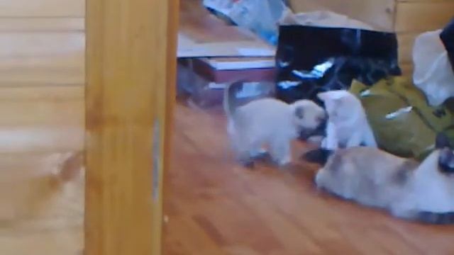 Зачем кошке хвост! смотреть онлайн