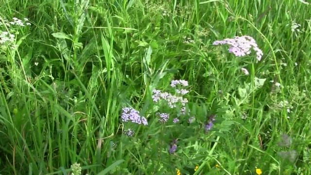 Тысячелистник опыт применения смотреть онлайн