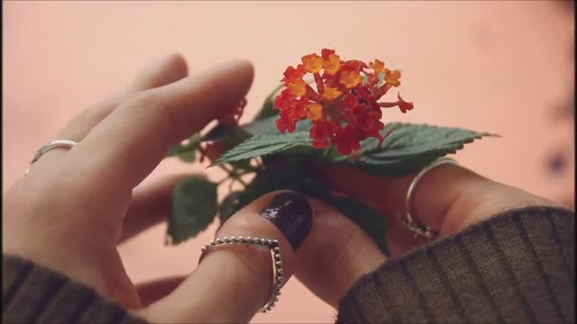 Для души .Весна в душе. Красивые цветы. смотреть онлайн