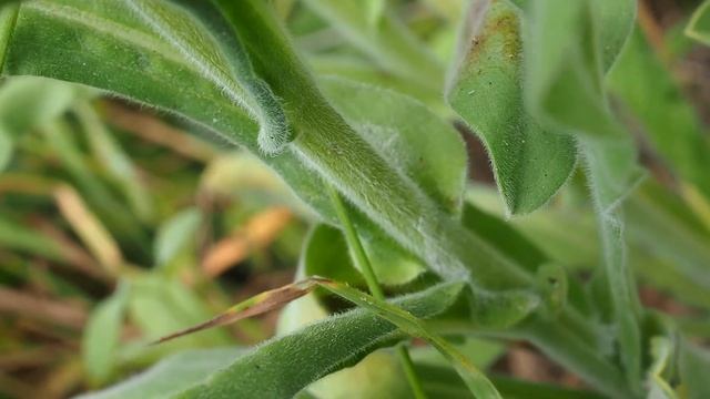 Le Cynoglosse de Crète (Cynoglossum creticum), une plante à fleurs bleues et roses смотреть онлайн