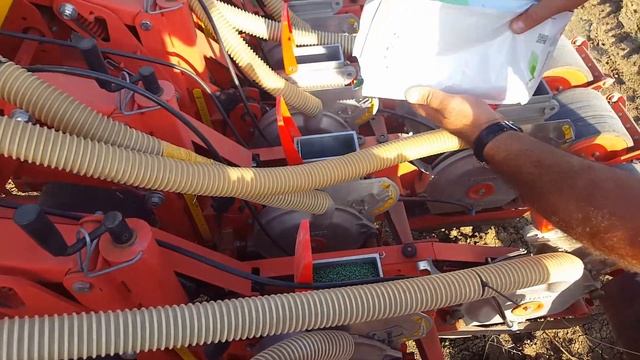 #Столовая#свекла#სუფრის#ჭარხალი#pablo F1 смотреть онлайн