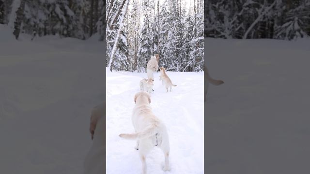 Щенки лабрадора\Питомник лабрадоров смотреть онлайн