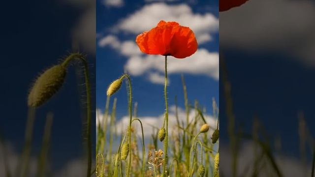 песня маки смотреть онлайн