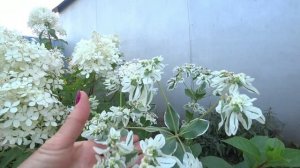 Осенние цветы в саду.