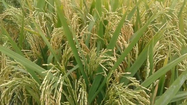 Paddy Seeds(1156) Rice