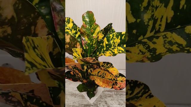 Кодиеум Кротон Магнефисент смотреть онлайн