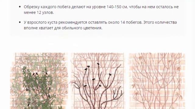Клематис "Ред Стар", посадка, уход. смотреть онлайн