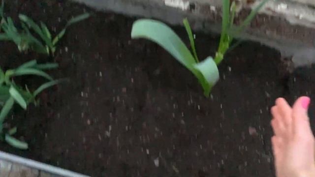 Стас в мире животных ? Вечерние обнимахи ❤️Мой маленький огород 30+ ??VLOG смотреть онлайн