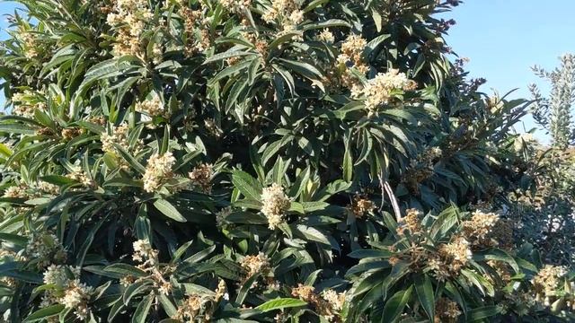 Мушмула в пору цветения. Ноябрь 2021 года. смотреть онлайн