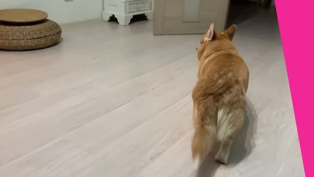 ПОДБОРКА ИГР КОРГИ Таффи и щенка Сэдди / СВЕРШИЛОСЬ!!? как это было и как стало? смотреть онлайн