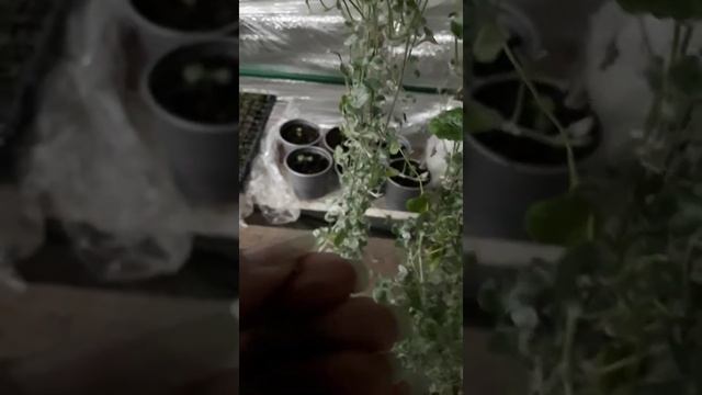 Дихондра из семян смотреть онлайн