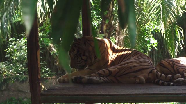 25 Интересных Фактов о Тиграх смотреть онлайн