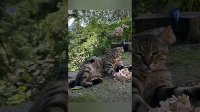 Хорошо в деревне летом ...??? bayoun.ru #деревня #село #кошки смотреть онлайн