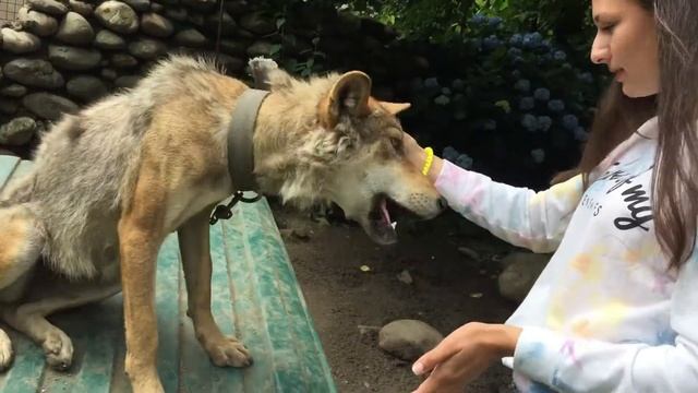 Ласковая волчица (Абхазия) смотреть онлайн